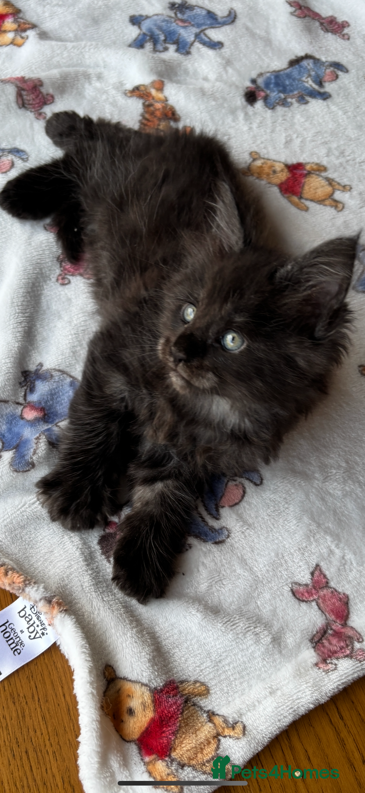 Maine Coon cats Stunning black smoke main coon boys  - Advert 1