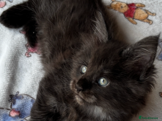 Maine Coon cats Stunning black smoke main coon boys - Advert 3