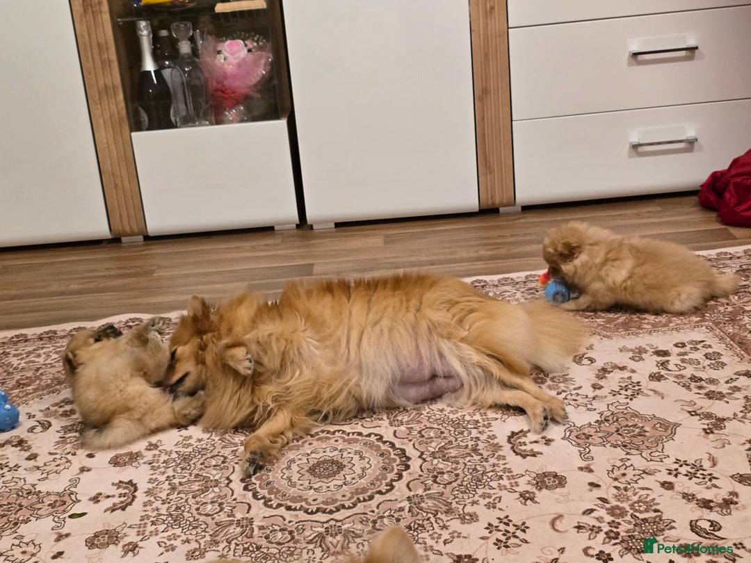 Pomeranian dogs for sale: 2 sweet little girl puppies - Advert 11