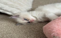 Ragdoll cats for sale: Blue bicolour babies 🐾 - Image 14