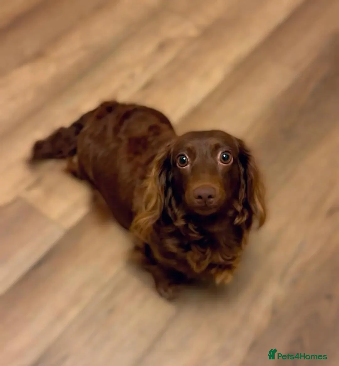 Miniature Dachshund dogs for sale: mini long hair pups for sale  - Image 7