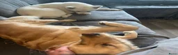 Golden Retriever dogs for sale: Two Loving Dogs Looking for Their Forever Home  - Advert 2