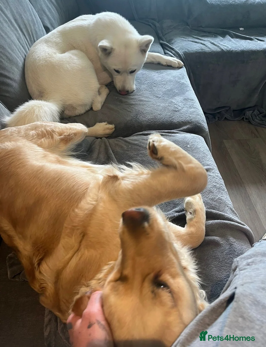 Golden Retriever dogs for sale: Two Loving Dogs Looking for Their Forever Home  - Advert 2