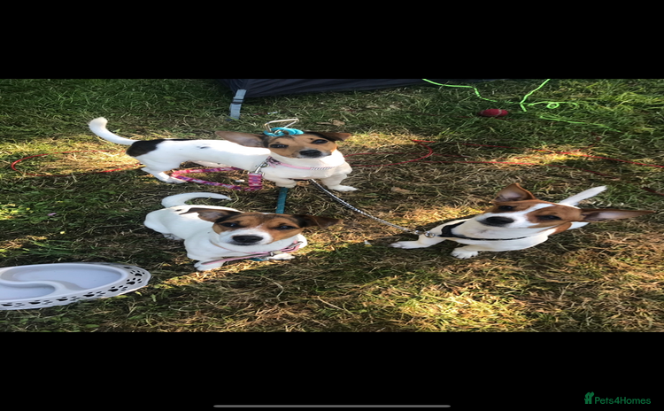 Jack Russell dogs in Eastleigh - Advert 6