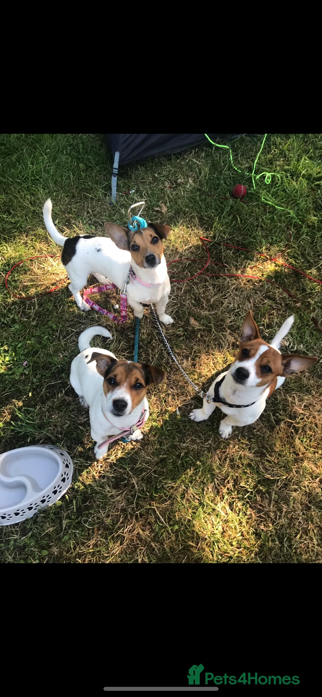Jack Russell dogs for stud: Proven Short legged true  jack Russell for stud  in Eastleigh - Advert 3