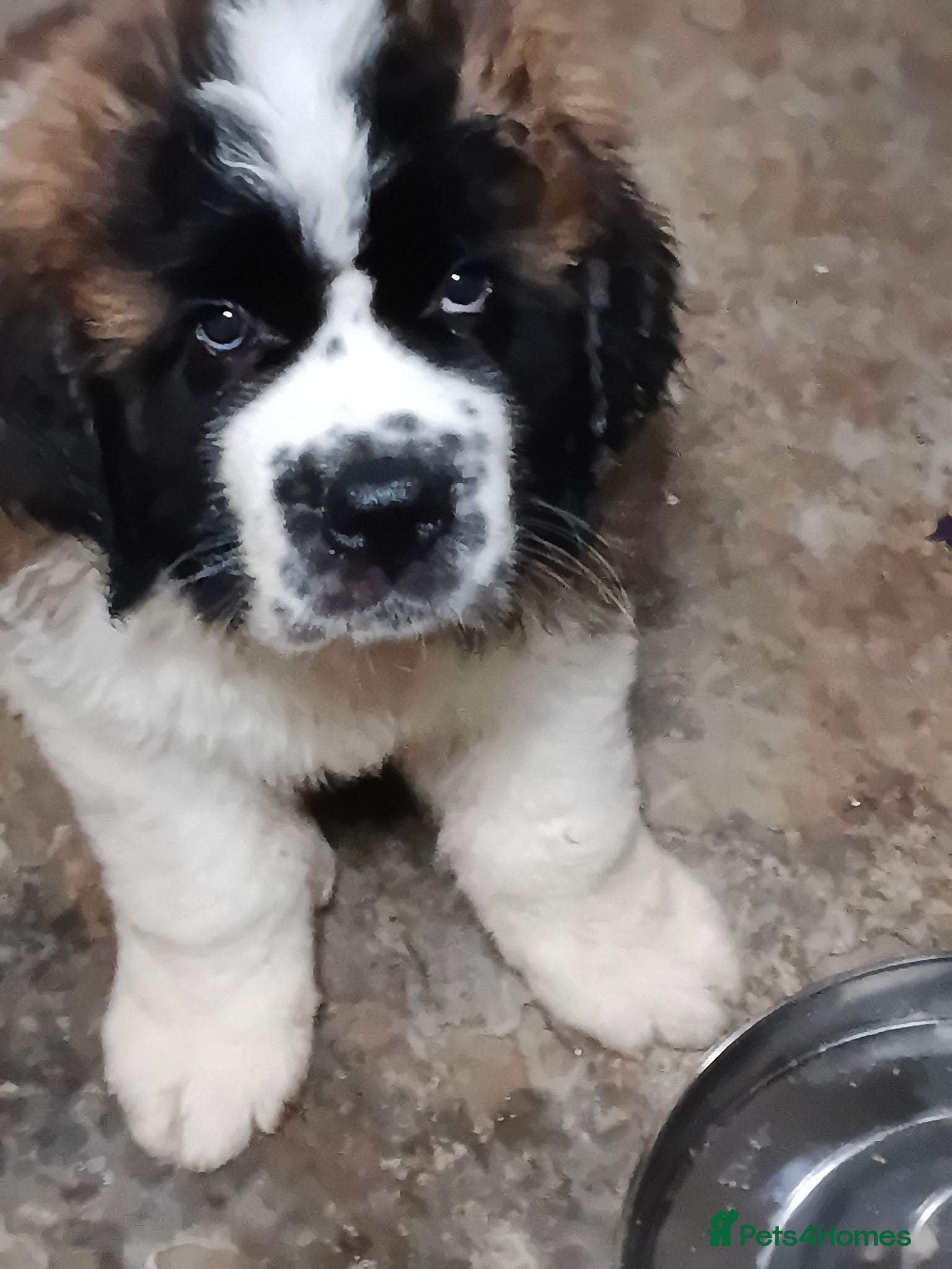 Saint Bernard dogs 23th August 2 stunning girls  available  - Advert 2