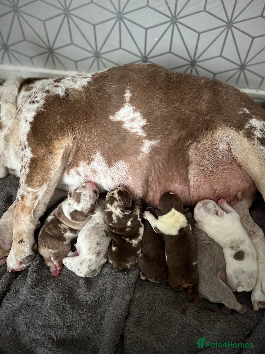 English Bulldog dogs for sale: QC puppies  - Image 3