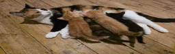 Mixed Breed cats for sale: Adorable Female kittens - Advert 16