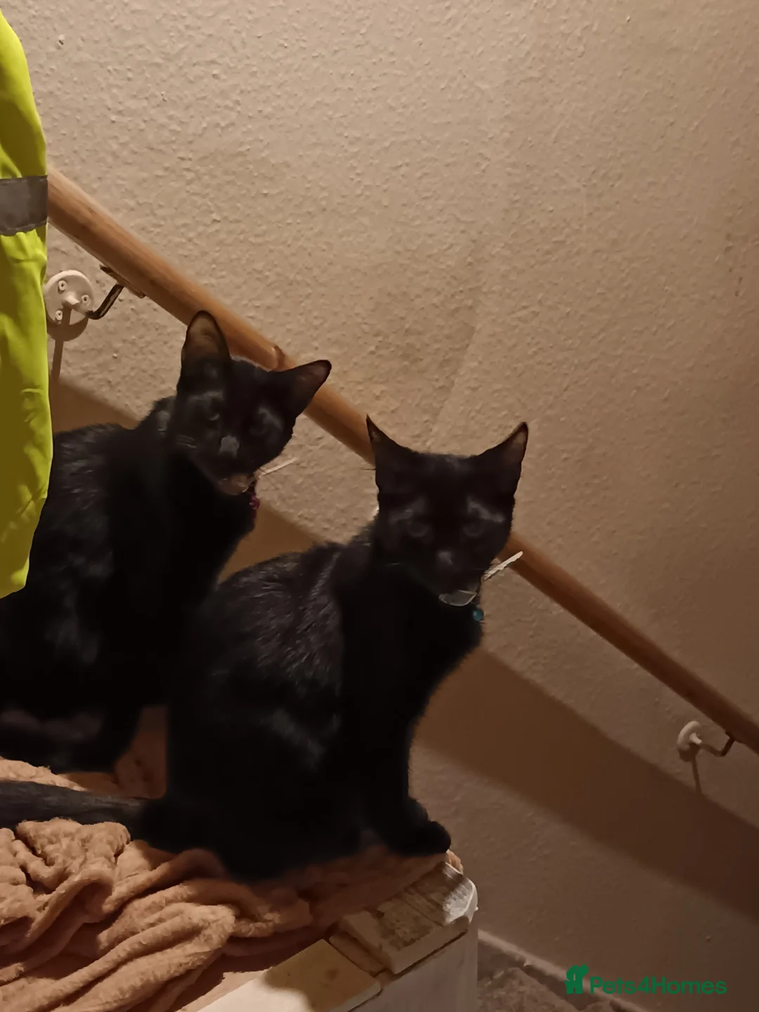 Siamese cats for sale: Siamese cats  in Swadlincote - Advert 2