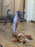 Italian Greyhound dogs Outstanding repeat mating litter - Advert 3