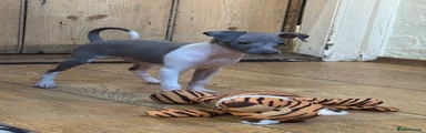 Italian Greyhound Puppy 1