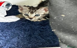 Bengal cats for sale: Bengal kittens  - Image 9