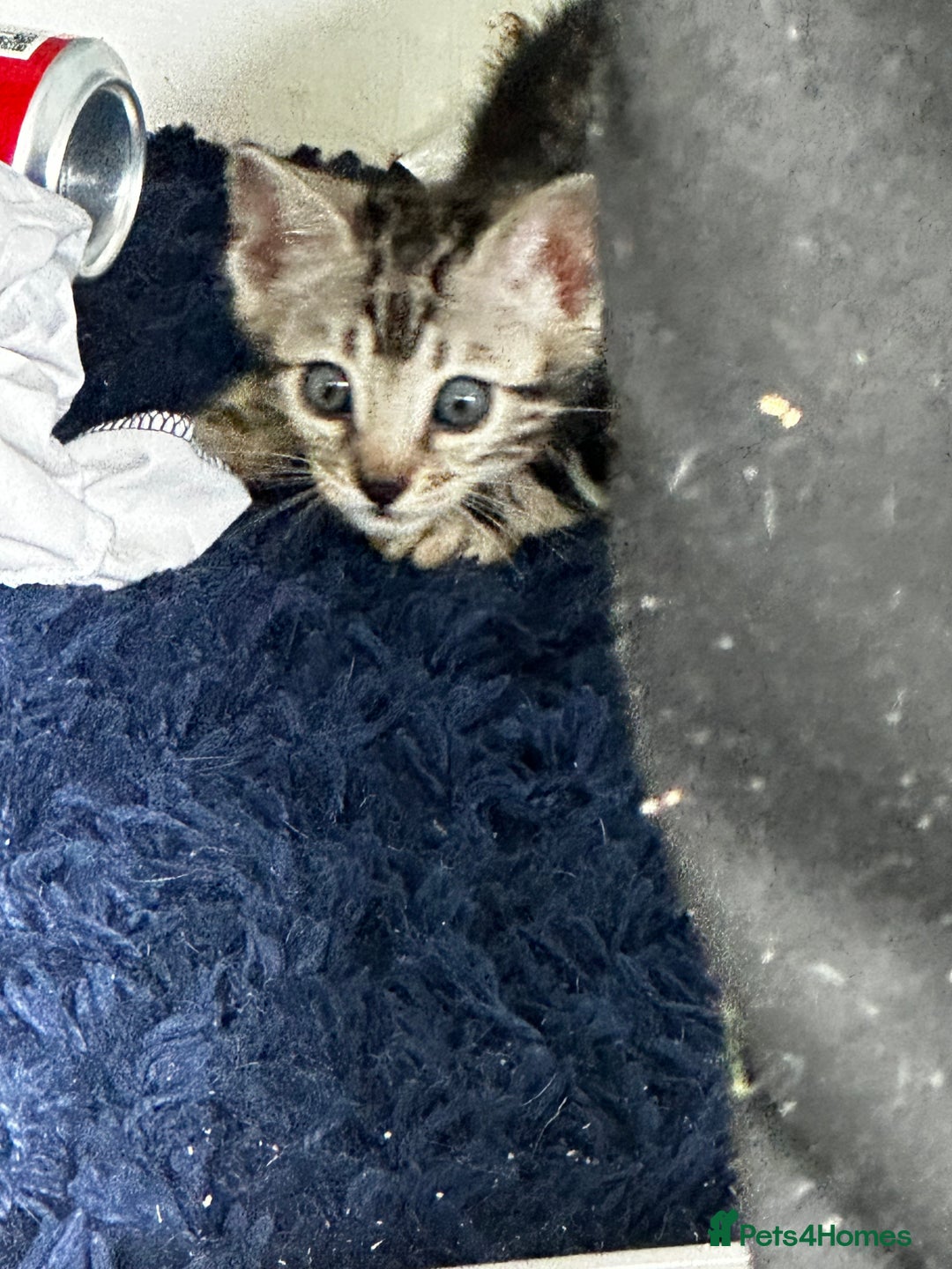 Bengal cats for sale: Bengal kittens  - Image 9