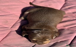 Miniature Dachshund dogs for sale: Miniature dachshund puppy’s ❤️ - Image 10
