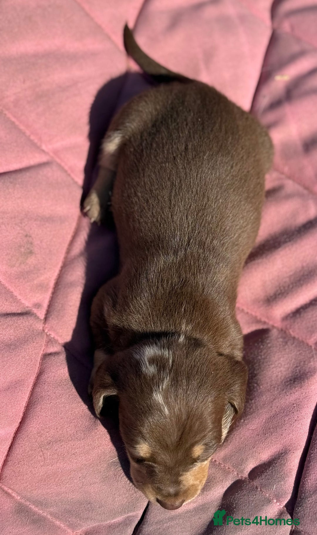 Miniature Dachshund dogs for sale: Miniature dachshund puppy’s ❤️ - Image 10