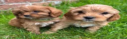 Cavapoo dogs for sale: Special Red F1 Cavapoo Puppies KC Parents DNA Test - Advert 9