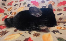 Chinchilla rodents for sale: Captain Jack Sparrow  - Image 11