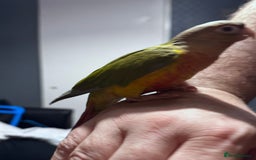 Conures birds for sale: Hand reared and hand tame Conures  - Advert 4