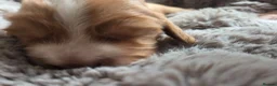 Cocker Spaniel dogs for sale: RKC SHOW COCKER SPANIEL PUPPIES EXTENSIVELY HEALTH - Advert 7