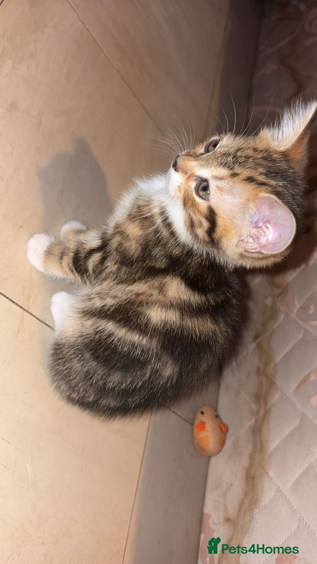 Domestic Shorthair cats for sale: Female domestic shorthair  - Image 2
