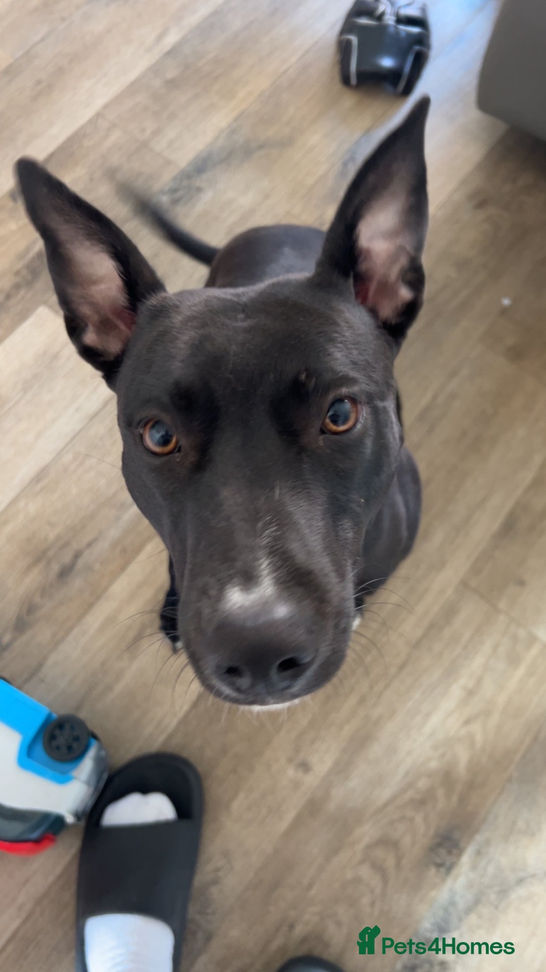 Mixed Breed dogs for sale: 11 Lurcher x Staffy pups for Sale! - Advert 2