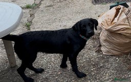 Labrador Retriever dogs for sale: Female 6 months  - Image 2