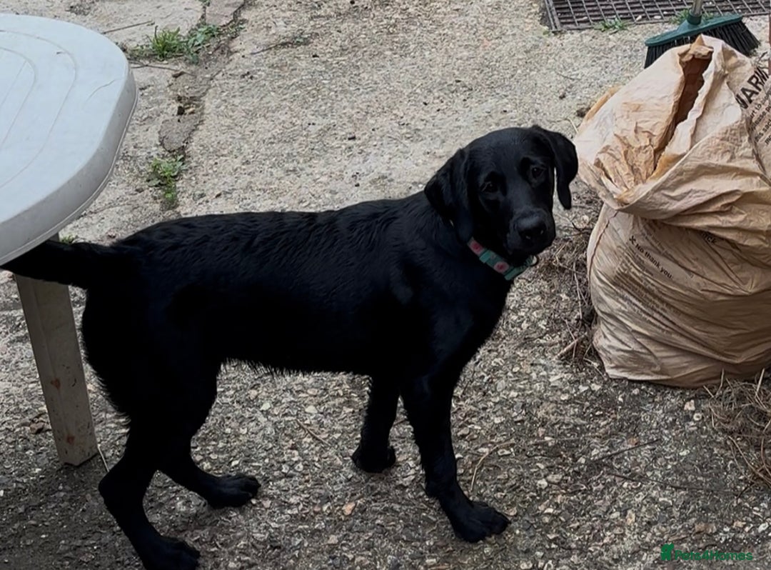 Labrador Retriever dogs for sale: Female 6 months  - Image 2