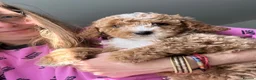 Cockapoo dogs for sale: Stunning curly coated Toy Cockapoos  - Advert 19