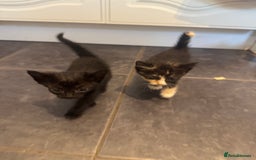 Mixed Breed cats for sale: Beautiful Kittens Ready now  - Image 13
