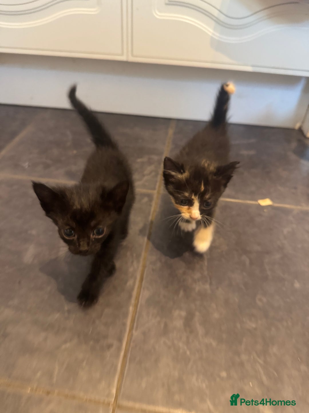 Mixed Breed cats for sale: Beautiful Kittens Ready now  - Image 13