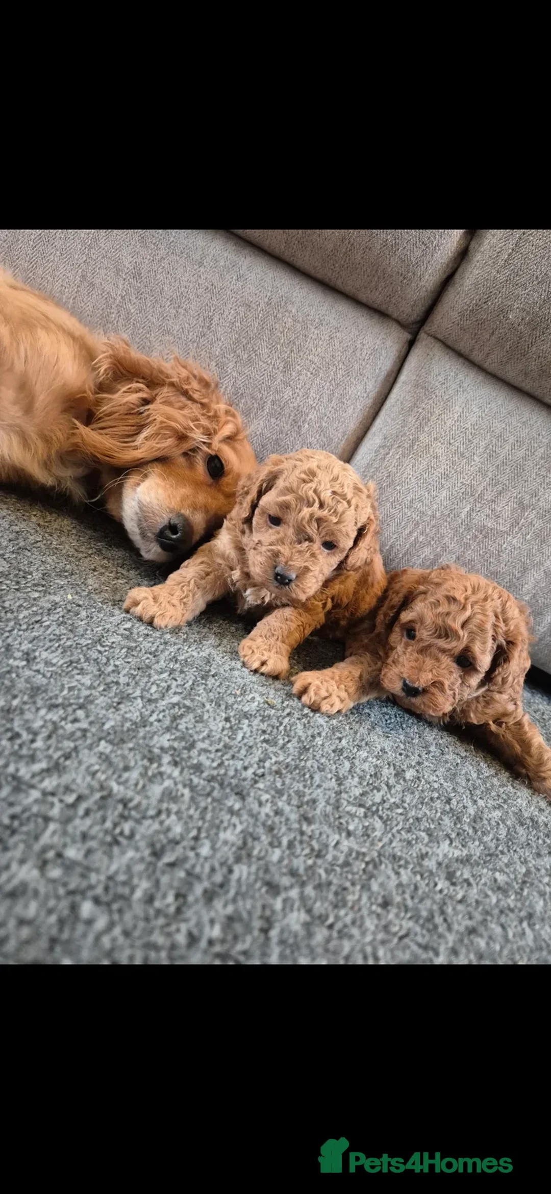 Cavapoo dogs for sale: F1b Cavapoo 10 weeks old - Advert 2
