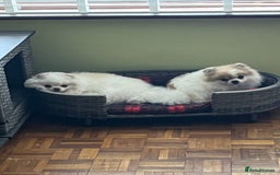 Pomeranian dogs for sale: Adult Pomeranian female for sale  - Image 6