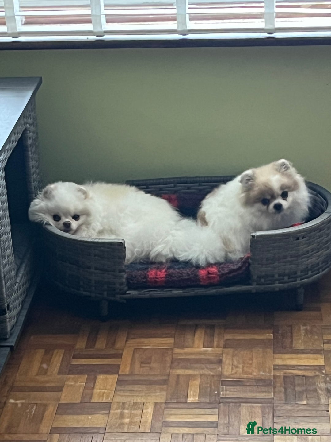 Pomeranian dogs for sale: Adult Pomeranian female for sale  - Image 6