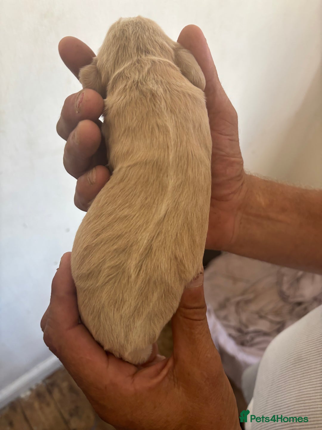 Cocker Spaniel dogs for sale: Golden Cocker spaniel puppy  - Image 5