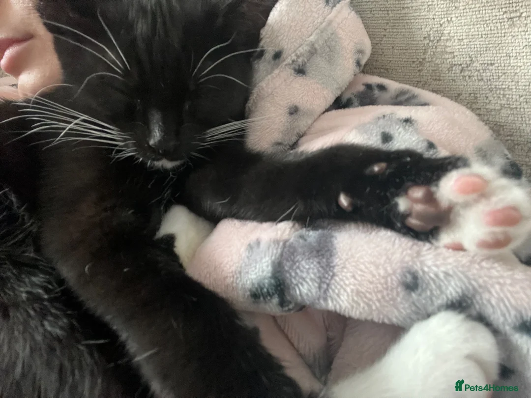Domestic Shorthair cats for sale: Male cat - Called Socks NOT £50.00 can’t lower  in Grimsby - Advert 13