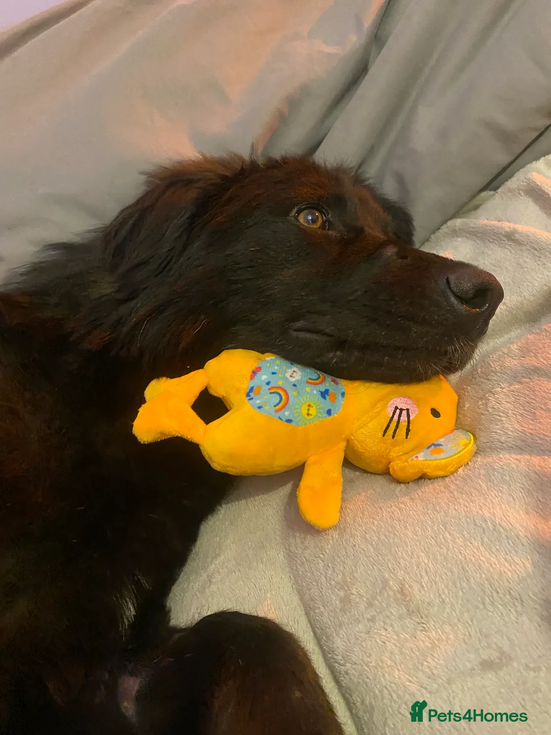 Labrador Retriever dogs for sale: Gorgeous Dominique - 1 year old male  - Advert 6