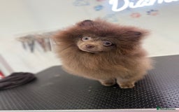 Pomeranian dogs for sale: Lilac girl - Advert 1