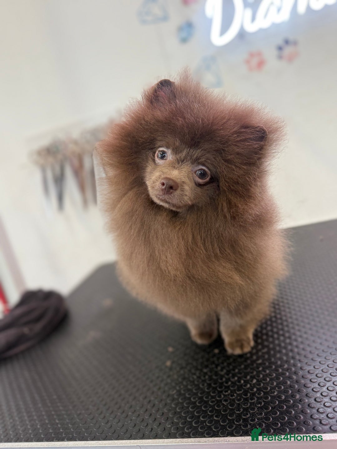 Pomeranian dogs for sale: Lilac girl - Advert 1