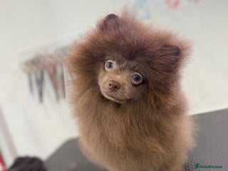 Pomeranian dogs Lilac girl - Advert 10