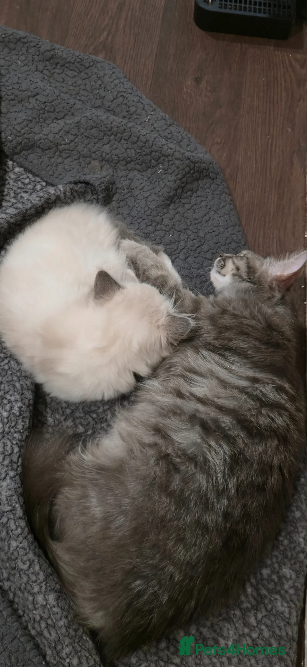 Norwegian Forest Cat cats for sale: Sebastian  - Advert 2