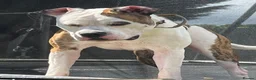 Mixed Breed dogs for sale: American bulldog x English bull terrier  - Advert 3