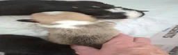 Welsh Corgi Pembroke dogs for sale: Quality, dna clear healthy fit pups - Advert 19