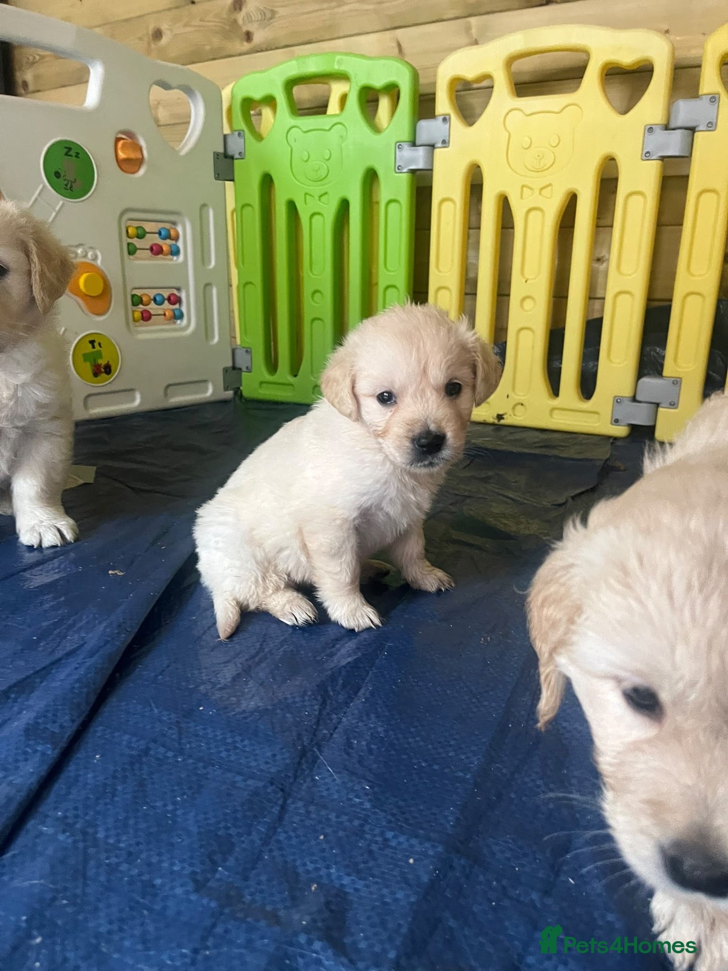 Golden Retriever dogs Stunning golden retriever puppies - Advert 2
