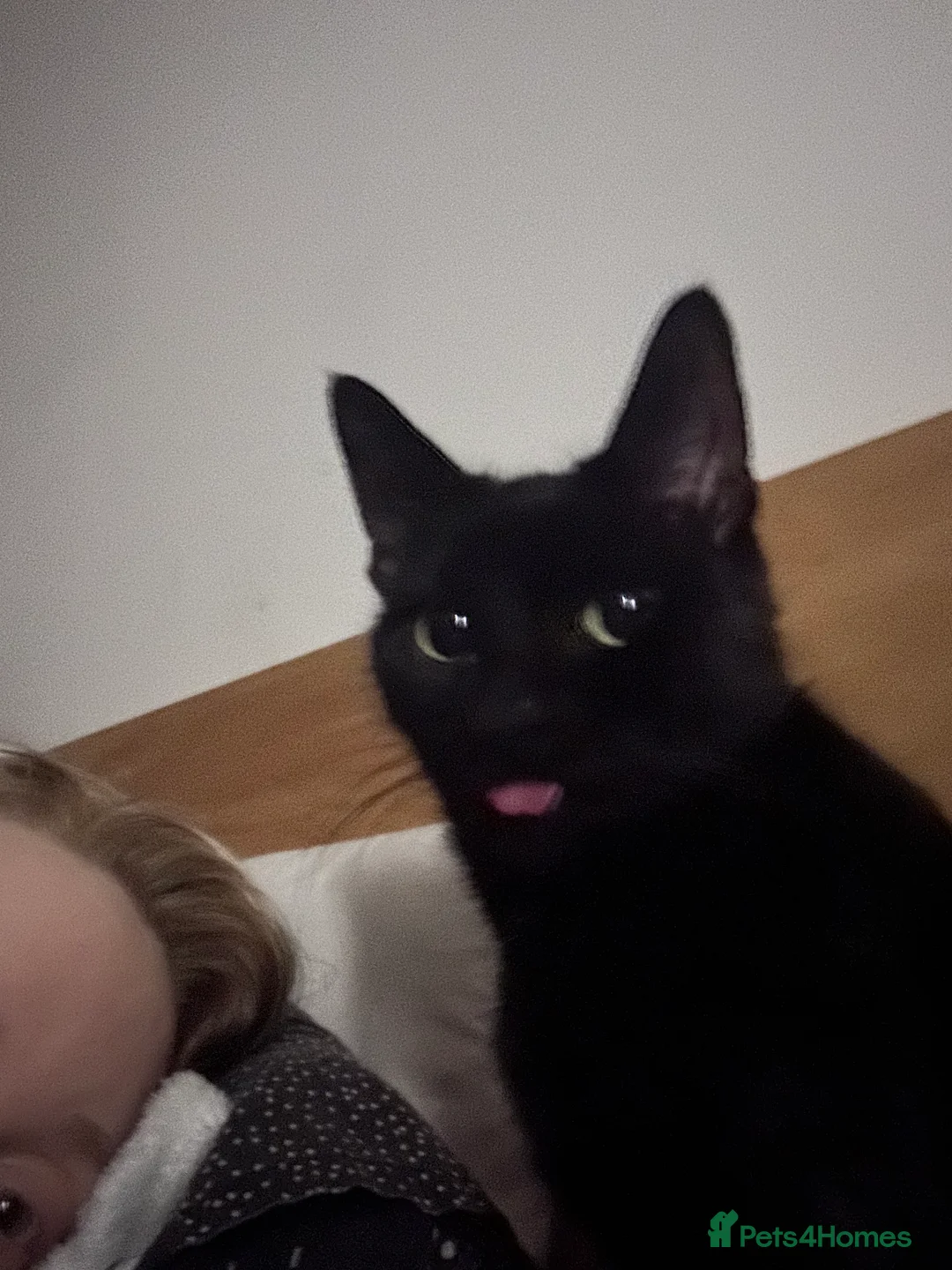 Bombay cats for sale: Sabrina 3YO girl in Bristol - Advert 3