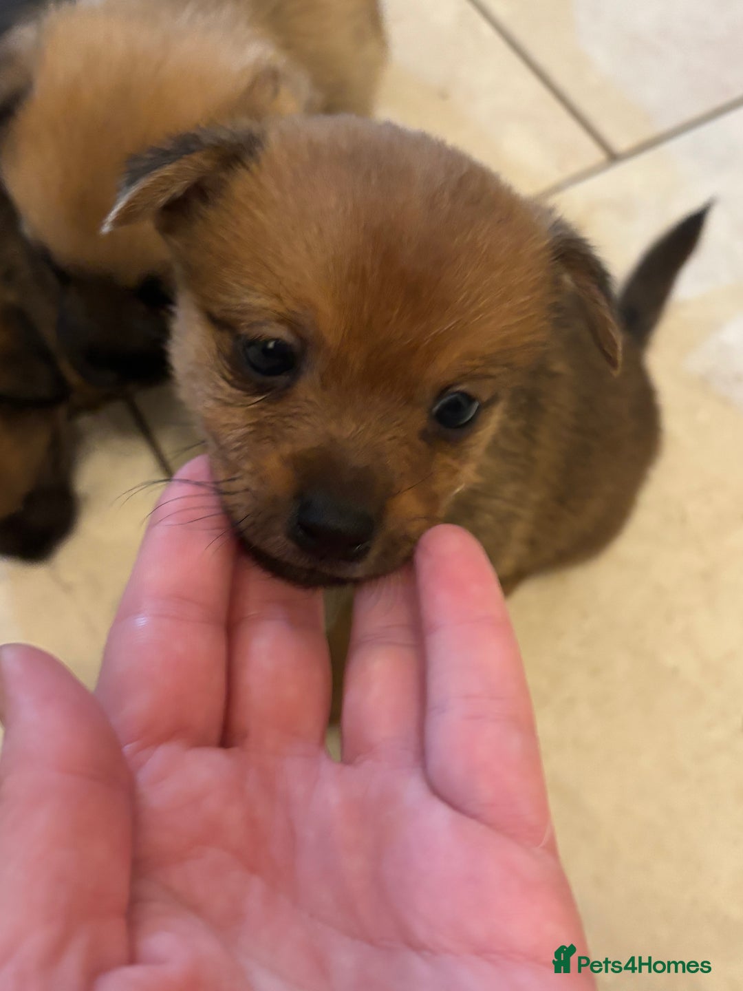 Mixed Breed dogs for sale: Jackaranian puppies - Advert 5