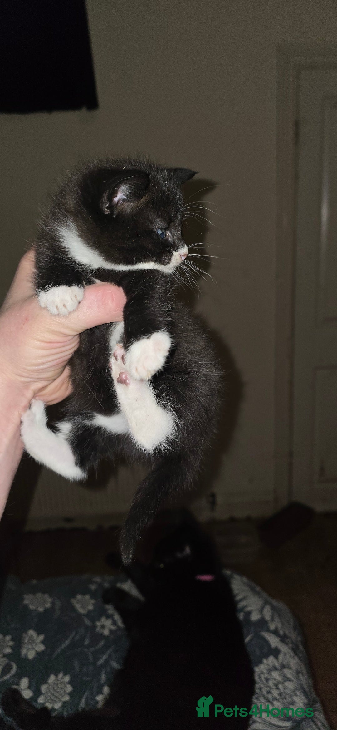 Mixed Breed cats for sale: 11 beautifull kittens ready for 14/01/2026 - Advert 2