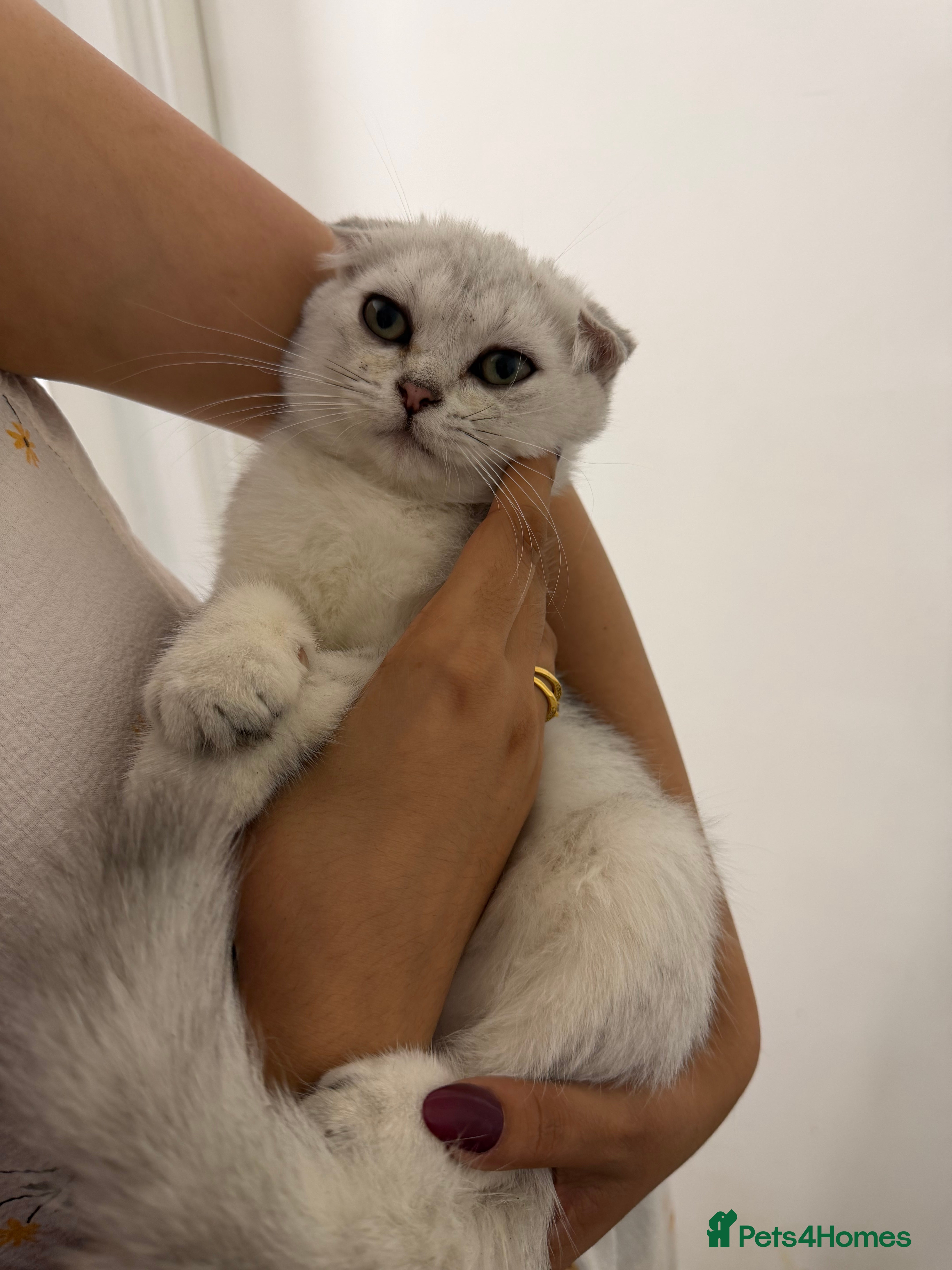 Scottish Fold cats Adorable Scottish fold/ Scottish straight Pure  - Advert 2