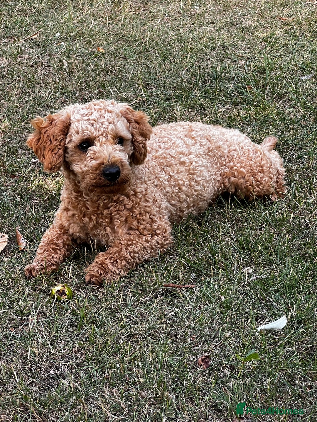 Toy Poodle dogs for stud: KC Registered Red Toy Poodle Fully DNA Tested in Radstock - Image 22