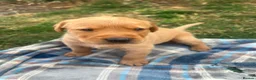 Labrador Retriever dogs for sale: Adorable KC registered labrador pups - Advert 4