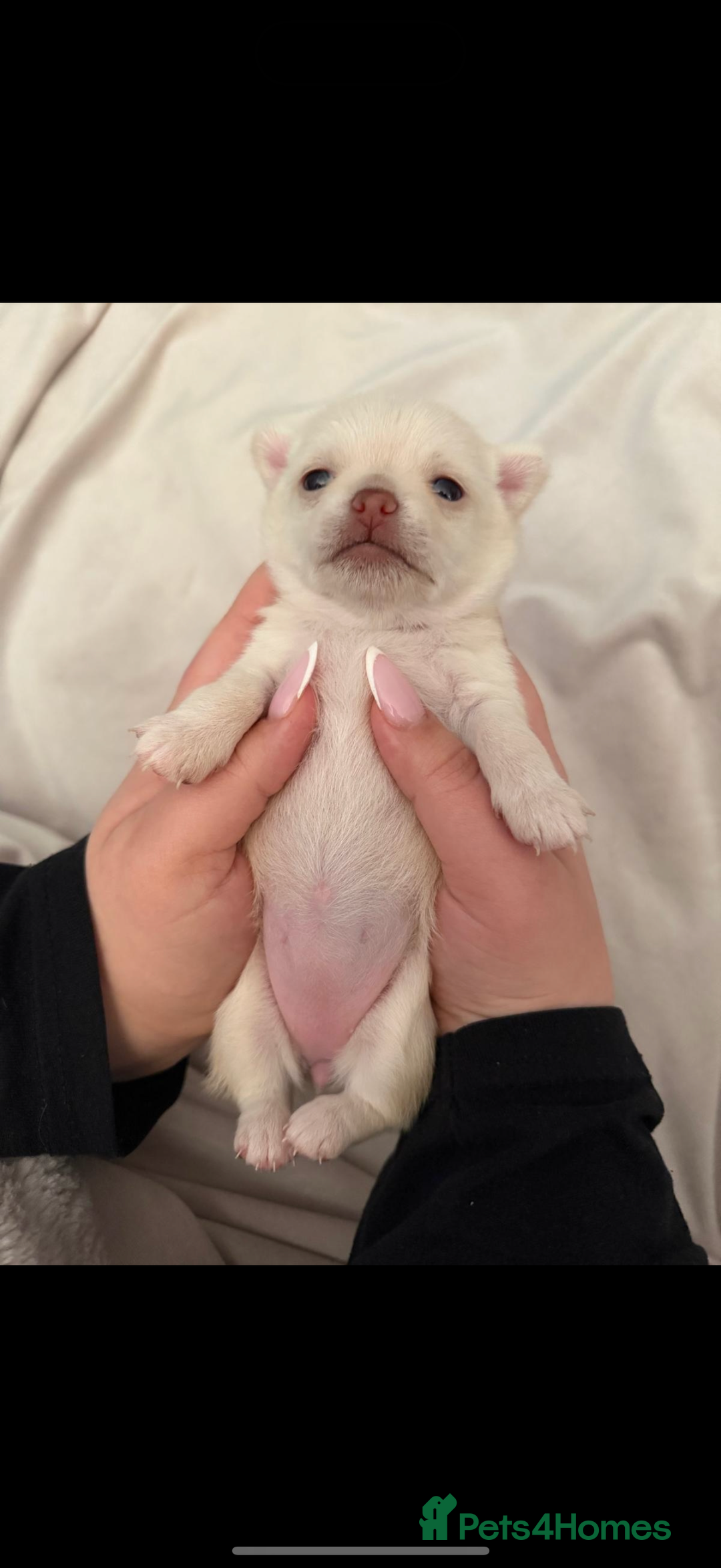 Chihuahua dogs for sale: Beautiful Cream & chocolate tan Chihuahuas! - Advert 7